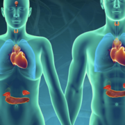 Médicaments du système endocrinien I