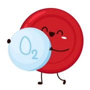 Sistema Respiratorio Y Cardiaco