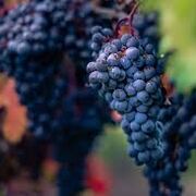 Italian Wine Scholar Unit 1 🇮🇹