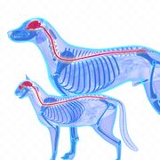 DMV1102 - Neurophysiologie