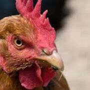 Aves