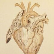 B - ANM-1511 (anato) ELO