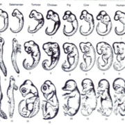 DMV1102 - Embryologie