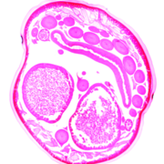 Histologia