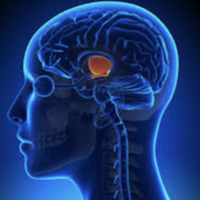 Mumu: PHA-2144 endocrino