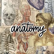 Anatomy