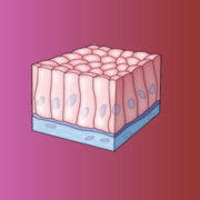 IMS Strand 5: Cells and Tissues