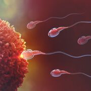 Human Bio - Fertility