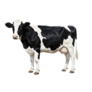 Histoire critique de la psychologie