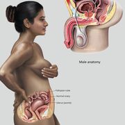 Medical term chapter 12