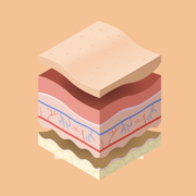 VM519: Cutaneous System