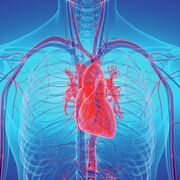 Human Bio - Cardiovascular System