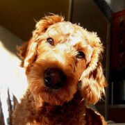 Anatomy & Physiology Block 1 -MSK