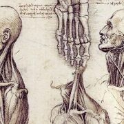 Anatomía Primer Semestre