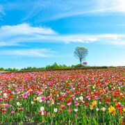 LENGUA IV IDIOMS (9-12)