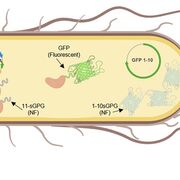 Laboratoire de génétique moléculaire