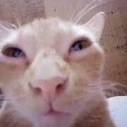 Anesthesia & Therapeutics