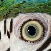 Sistema Renal, Oídos y Ojos