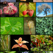 BIA1302 — Diversité végétale