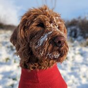 Anatomy & Physiology Block 3 -Gastrointestinal