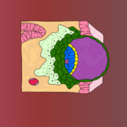 IMS Strand 6: Embryology