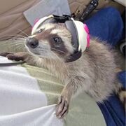 1. ABC (Aviation Basics Course)