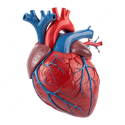 MMD-1109 - système cardiovasculaire