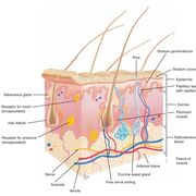 Integumentary System