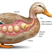 Sistema Digestivo Fisiología