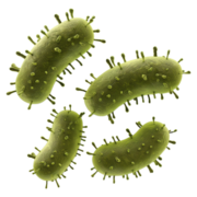 Microbiologie