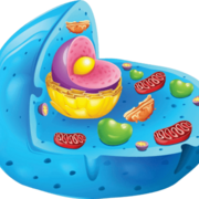 1. Från cell till organism