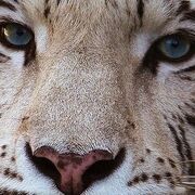 World History Honors