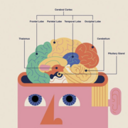 1- Klinisk Nevropsykologi