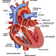 Bio 1 Lifestyle, Health And Risk