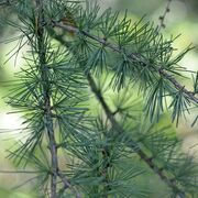 BIO Diversité Végétale