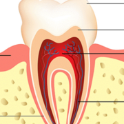 Principes de dentisterie vétérinaire - DMV2511