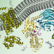 Y1 DBS Cell Biology and Molecules