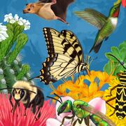 Comp.1- Photosynthesis