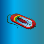 IMS Strand 7: Infection