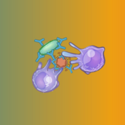 IMS Strand 8: Immunology