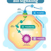 Biology (1.4 - Communication and Signalling)