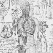 Anatomia