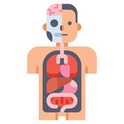 Anatomy