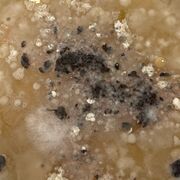 מיקרוביולוגיה