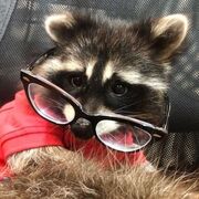 3. Comprehension Questions