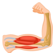 Physiologie musculaire