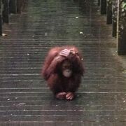 PYSCH Lec 4, 5, and 6