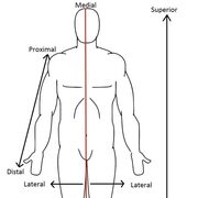 Language of Anatomy Quiz