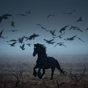 The Black Horse