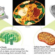 Cellular Respiration And Photosynthesis